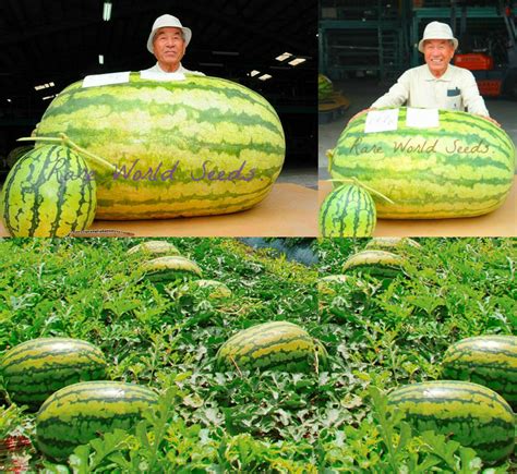 Massive Melon